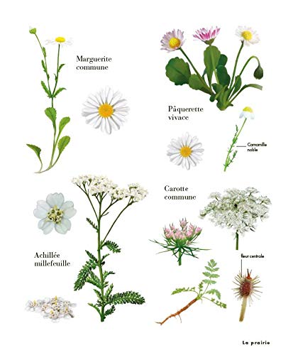 Illustration de différentes plantes : Marguerite commune, Pâquerette vivace, Camomille noble, Carotte commune, Achillée millefeuille, et fleur carthame.