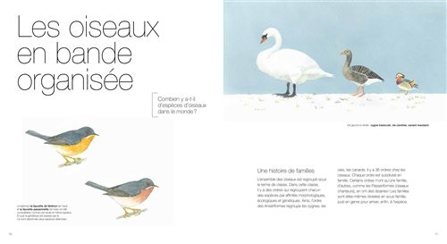 Illustration d'oiseaux, y compris un cygne et une oie, avec du texte sur les oiseaux en bande organisée.