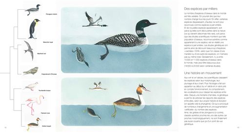 Illustration d'oiseaux aquatiques, incluant un huard en surface et divers autres oiseaux au bord de l'eau, avec des descriptions à côté.