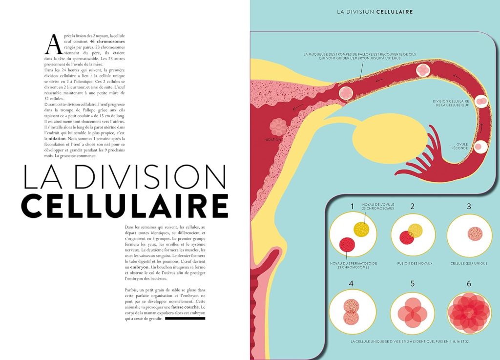 Illustration sur la division cellulaire avec des étapes clés et des schémas montrant la fécondation et le développement embryonnaire.
