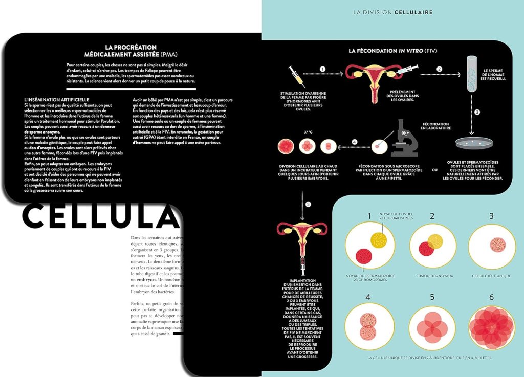 Infographie sur la procréation médicalement assistée (PMA) et la fécondation in vitro (FIV), détaillant les étapes de la stimulation ovarienne, le prélèvement des ovaires et la fécondation en laboratoire.
